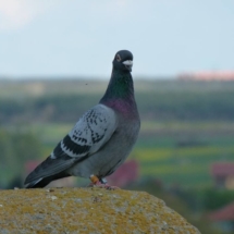 gołąbek